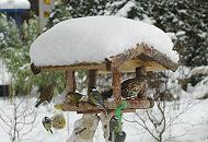 304_1002 Vogelfütterung im Winter - das Dach vom Vogelhaus ist mit hohem Schnee bedeckt. Meisen hängen an den Meisenknödeln und Fettnüssen und fressen die spezielle Winternahrung; Ein Spatz setzt zur Landung an, während eine Drossel und  ein Grünfink im Futterhaus sitzen.