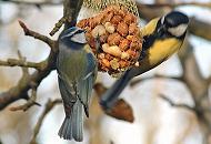306_1467 Eine Blaumeise und eine Kohlmeise sitzen an einem freihängenden Netzbeutel mit Erdnüssen und fressen die spezielle Winternahrung für Vögel. 
