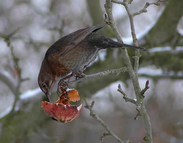 307_1980 Eine Amsel sitzt auf einem Zweig eines Apfelbaum und frisst aus einem hängen gebliebenen Apfel. Als Winternahung sind Früchte wie z.B. Äpfel für viele Wildvögel sehr gut geeignet. Eine Amsel frisst am Apfelbaum eine Frucht. 