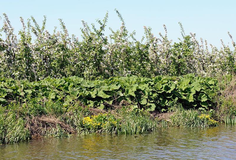Frühling im Alten Land - Apfelblüte im größten Obstanbaugebiet Mitteleuropas. Blühende Apfelbäume am Ufer der LÜHE. 023_4129 Das Alte Land ist mit ca. 14 3000 Hektar Baumobst das größte zusammenhängende Obstanbau- gebiet Mitteleuropas - 77 Prozent der Obstbäume sind Äpfel und 12,7 % Kirschen. Zur Obstblüte ist das Gebiet ein beliebtes Ausflugsziel auch für die Hamburger.