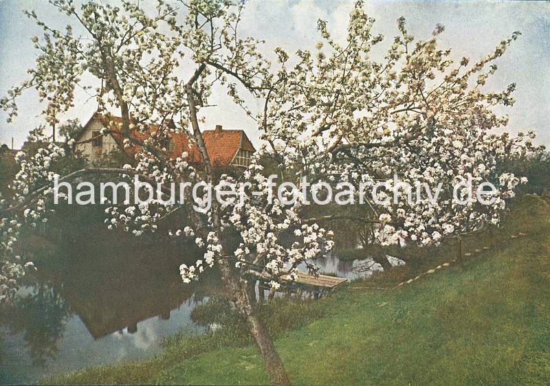 Alte Bilder aus dem Obstanbaugebiet an der LÜHE (ca. 1924). Blühender Obstbaum am Deich des Flusses. 024_1 Blick vom Deich auf die Lühe - eine Treppe führt vom Deich hinunter zum Bootssteg. Die Lühe war der Wasserweg, auf dem die Waren über die Elbe zu ihrem Bestimmungsort transportiert wurden. Die Obstbauern belieferten zur Saison u.a. den Hamburger Markt mit ihrer Ernte, die auf Lastseglern mit geringen Tiefgang geladen wurde.