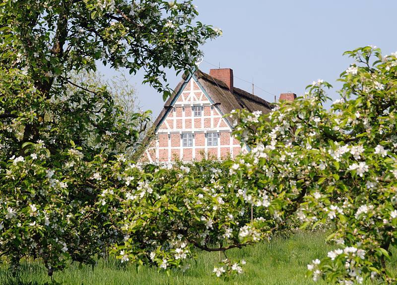 Fotos vom Hamburger Ausflugsziel - Kirschblüte im Alten Land. Kirschblüte am Ufer der Este, Altes Land / Fachwerkhaus mit Strohdach. 037_7486 Das Alte Land ist ein Teil der Elbmarsch südlich der Elbe; mit einer Fläche von rund 14 3000 Hektar Baumobst ist das Alte Land das größte zusammnhängende Obstanbaugebiet Mitteleuropas. 77% der Obstbäume sind Äpfel und 12,7 % Kirschen. Nicht nur zur Zeit der Obstblüte ist das Gebiet ein beliebtes Ausflugsziel. Zwischen den blühenden Kirschbäumen ist der Giebel eines strohgedeckten Fachwerkhauses in der Sonne zu sehen.