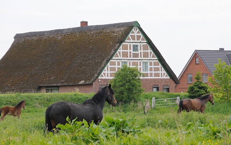 Bilder aus dem Alten Land - Bauernhaus, Strohdach mit Fachwerk. Wiese mit Pferden - Estedeich. 042_7399 Auf einer saftigen Weide am Ufer des Este stehen die Pferde kniehoch im Gras. Hinter dem Estedeich stehen die Wohnhäuser geschützt vor dem Hochwasser des Flusses.