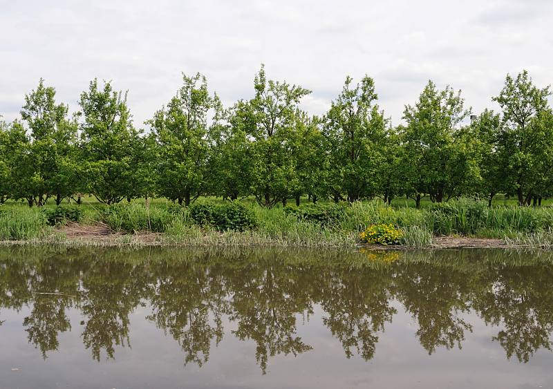 Fotos aus dem Alten Land - Obstanbaugebiet, Obstkorb Hamburgs. Obstplantage am Ufer der Este - Spiegelung im Wasser. 046_7492 Obstbäume am Ufer der Este spiegeln sich im Wasser des einst für den Güterverkehr wichtigen Altländer Flusses. Auf der Este herrschte früher reger Gütertransport; in Buxtehude waren zahlreiche Industriebetriebe ansässig, die von dort aus ihre Waren verschifften. Insbesondere die Erzeugnisse der Mühlen und Ziegeleien wurden auf dem Wasserwege transportiert, ebenso das Obst der Altländer Bauern. Jetzt wird auf der Este kaum noch Güterverkehr durchgeführt.