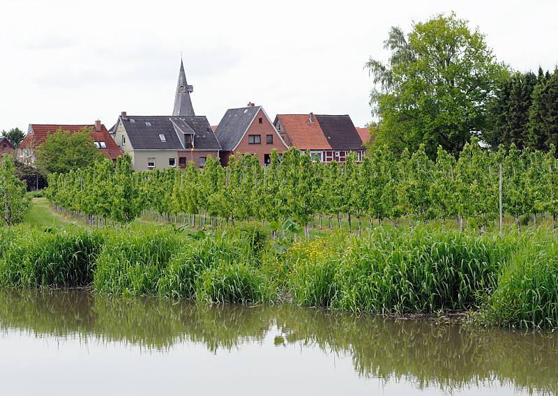 Bilder aus dem Alten Land - Obstanbaugebiet bei Estebrügge / Jork. Kirchturm der St. Martinikirche + Wohnhäuser des Kirchspiels Estebrügge. 050_4296 Bis an die Wohnhäuser Estebrügges erstreckt sich die Kirschplantage - der Ortsteil gehört zur Gemeinde Jork. Über die Dächer der Ortschaft ragt der Kirchturm der St. Martini-Kirche, deren Ursprung bis in die Mitte des 15. Jhd. geht.