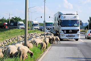 7027 Die Schafe weiden dicht an der Hauptverkehrsstrasse in Hamburg Wilhelmsburg - Lastwagen warten, bis die Schafe von der Strasse sind.